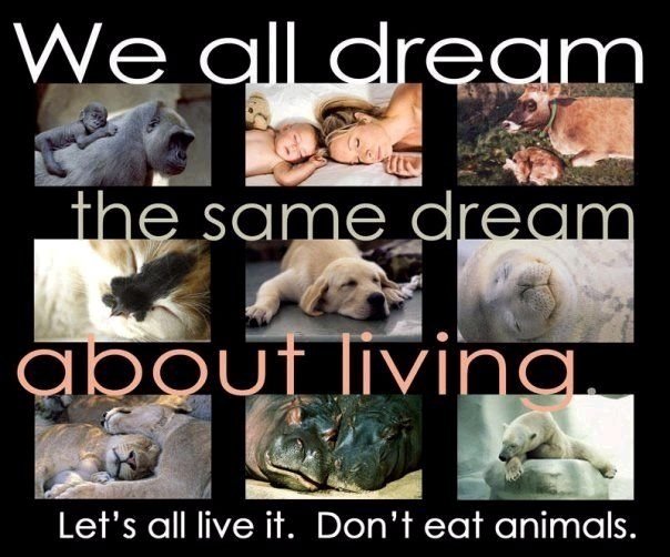 stop animal cruelty quotes. Until we stop harming